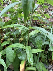 Canadanthus modestus