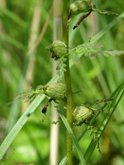 Pedicularis palustris