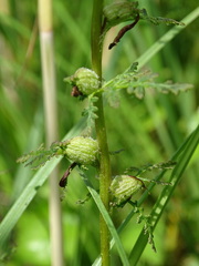 Pedicularis palustris