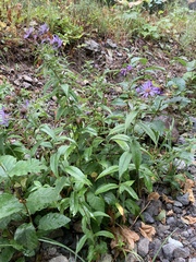 Canadanthus modestus