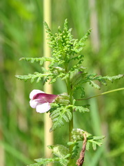 Pedicularis palustris