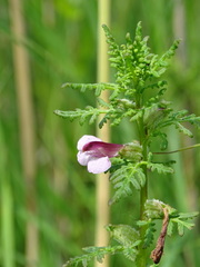 Pedicularis palustris