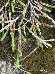Cassiope lycopodioides