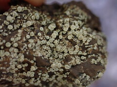 Lecanora polytropa