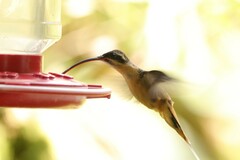 Phaethornis syrmatophorus