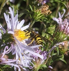 Vespinae