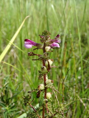 Pedicularis palustris