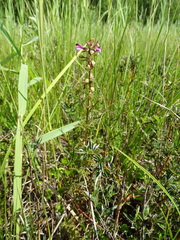 Pedicularis palustris