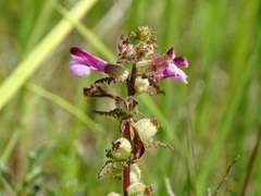 Pedicularis palustris