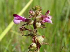 Pedicularis palustris