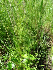 Pedicularis palustris