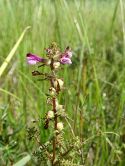 Pedicularis palustris
