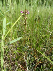Pedicularis palustris