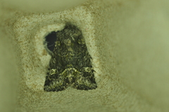 Lacinipolia olivacea