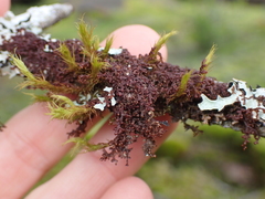 Frullania nisquallensis