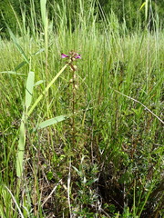 Pedicularis palustris