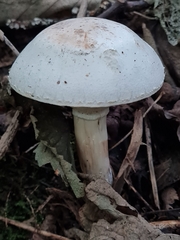 Agaricus