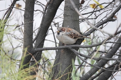 Passer domesticus