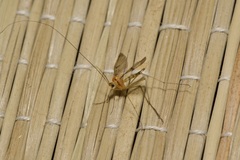Macrocera phalerata
