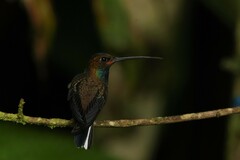 Urochroa bougueri