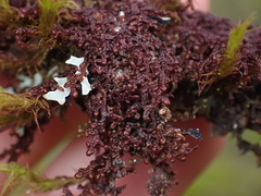 Frullania nisquallensis