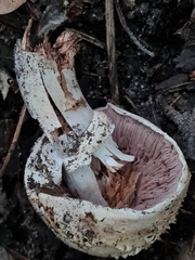 Agaricus