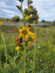 Silphium laciniatum