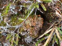 Solorina crocea