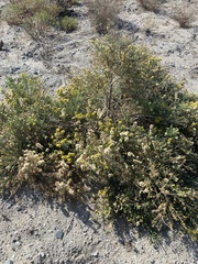 Lepidospartum squamatum