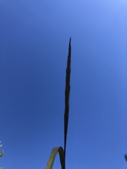 Saccharum brevibarbe