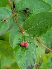 Lonicera tatarica