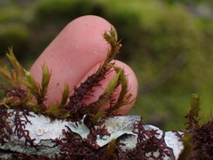Pulvigera lyellii