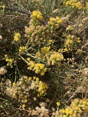 Lepidospartum squamatum