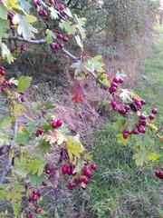 Crataegus