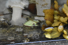 Pododesmus macrochisma