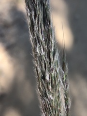 Saccharum brevibarbe