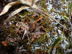 Solorina crocea