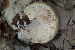 Lactarius chrysorrheus