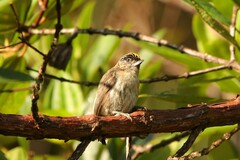 Picumnus granadensis