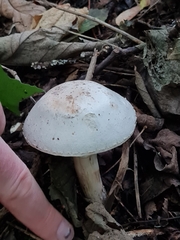 Agaricus
