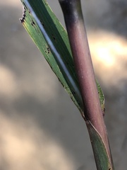 Saccharum brevibarbe