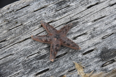 Asteriidae
