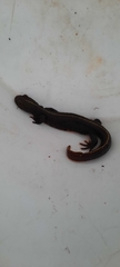 Triturus carnifex