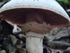 Agaricus
