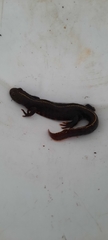 Triturus carnifex