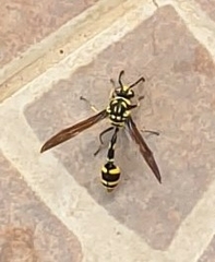 Phimenes flavopictus