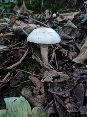 Agaricus