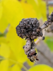 Aceria parapopuli