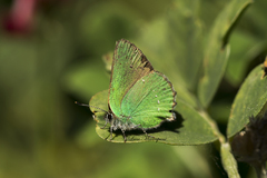 Callophrys rubi