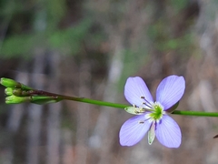 Heliophila adpressa
